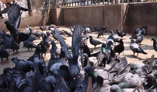 Pigeons Battant Pour Nourriture Près Temple Photos De Stock Libres De Droits