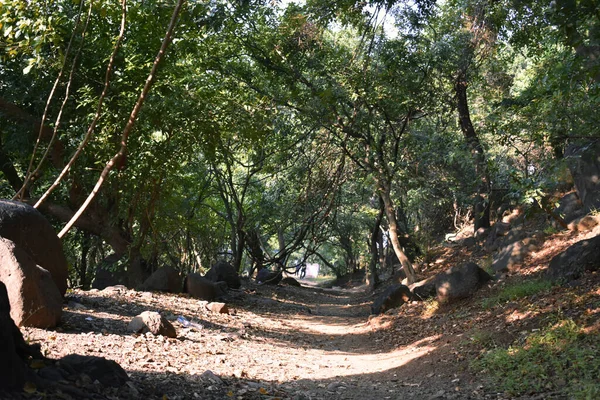 Eine Schlammstraße Zwischen Einem Wald Während Der Herbstsaison — Stockfoto