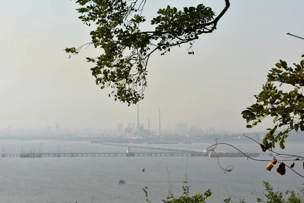 Mumbai Robbe Aus Der Ferne Mit Einem Baum Vordergrund Eingefangen — Stockfoto