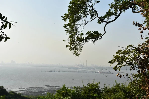 Une Branche Arbre Penchée Vers Océan Côté Bombay — Photo