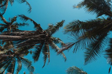 Endonezya, Bali 'de parlak bir günde, alçak açılı palmiye ağaçları