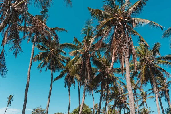Endonezya, Bali 'de parlak bir günde, alçak açılı palmiye ağaçları
