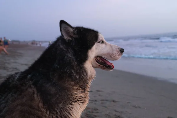 Husky, Canggu, Bali 'de kumlu bir sahilde okyanusa bakıyor.