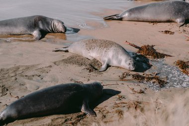 Deniz aslanları kumlu bir sahilde yatar. Foklar sahilde dinleniyor. Fil Fok Vista noktası