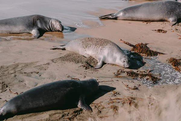 Los Lobos Marinos Yacen Una Playa Arena Sellos Descansando Playa — Foto de Stock