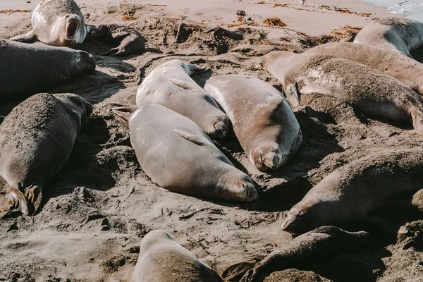 Lwy Morskie Leżą Piaszczystej Plaży Pieczęcie Spoczywające Plaży Punkt Widokowy — Zdjęcie stockowe