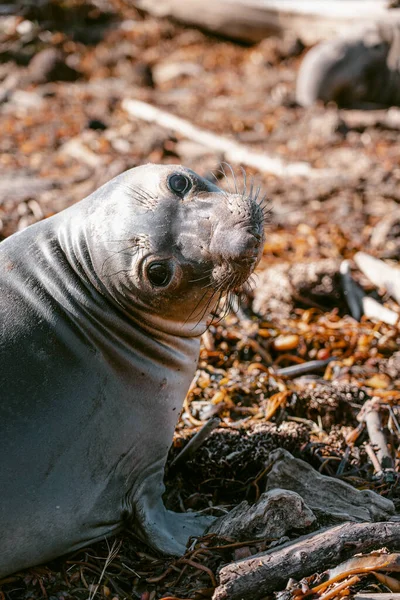 Крупный План Милого Морского Львёнка Берегу Калифорнии Пляж Шоссе Тюленями — стоковое фото
