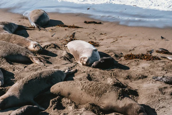 Lwy Morskie Leżą Piaszczystej Plaży Pieczęcie Spoczywające Plaży Punkt Widokowy — Zdjęcie stockowe