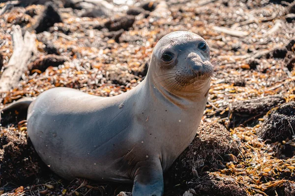 Close up of a cute baby sea lion on the shore in California. Beach on the Highway 1with seals. Elephant seal vista point