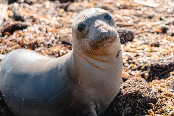 カリフォルニアの海岸にあるかわいい赤ちゃんのアシカの近くです ハイウェイ1のビーチにシールが付いています 象印景点 — ストック写真