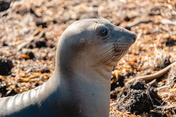 Primer Plano Lindo Bebé León Marino Costa California Playa Autopista — Foto de Stock