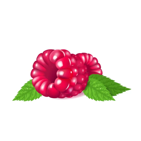 Raspberry matang, segar organik makanan penutup vektor ilustrasi realistik - Stok Vektor