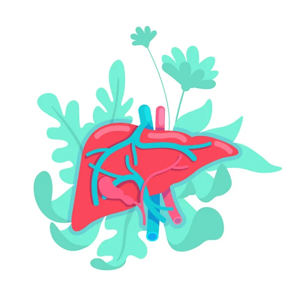 解剖学的な肝臓フラットコンセプトベクトルイラスト 消化器系だ 腸で腸 ウェブデザインのための生理学2D漫画オブジェクト 健康な人間の内部器官の創造的なアイデア — ストックベクタ