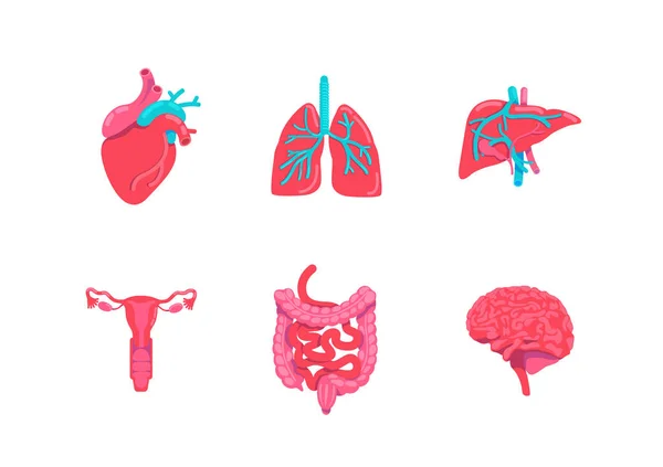 Anatomía Del Cuerpo Humano Partes Planas Vector Color Objetos Conjunto — Archivo Imágenes Vectoriales