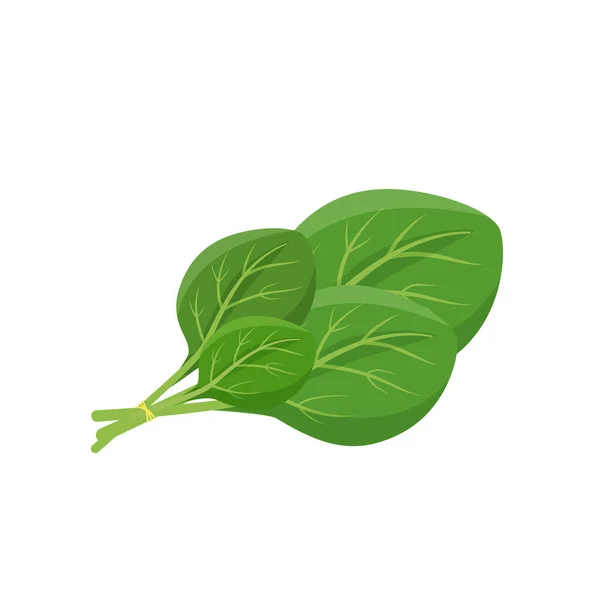 Spinach Φύλλα Κινουμένων Σχεδίων Διανυσματική Απεικόνιση Φύλλο Πράσινο Λαχανικό Επίπεδο — Διανυσματικό Αρχείο