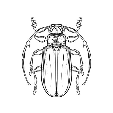 El vintage tarzı çizilmiş hatada. Böcekleri illüstrasyon izole beyaz arka plan üzerinde vektör. Retro dövme tasarım, Astroloji, simya, büyü sembolü.