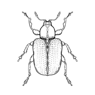 El vintage tarzı çizilmiş hatada. Böcekleri illüstrasyon izole beyaz arka plan üzerinde vektör. Retro dövme tasarım, Astroloji, simya, büyü sembolü.