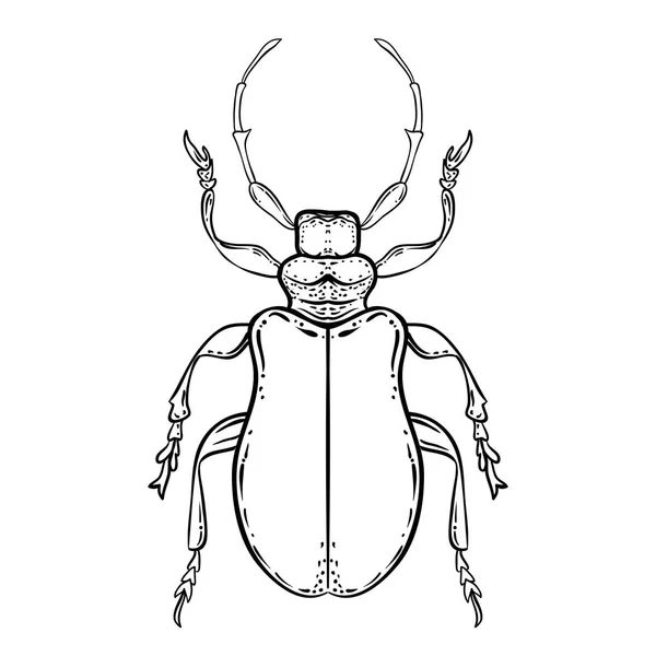 手工绘制的古董风格的 Bug 甲虫向量例证被隔绝在白色背景 复古纹身设计 占星术 炼金术 魔术符号 — 图库矢量图片