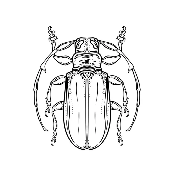 Hand Drawn Bug Vintage Style Beetles Vector Illustration Isolated White — Stock Vector