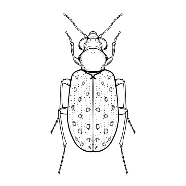 Hand Drawn Bug Vintage Style Beetles Vector Illustration Isolated White — Stock Vector
