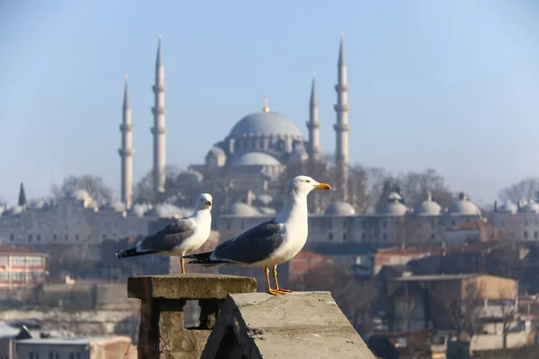 Una Vista Suleymaniye Cami Mezquita Con Gaviotas Primer Plano —  Fotos de Stock