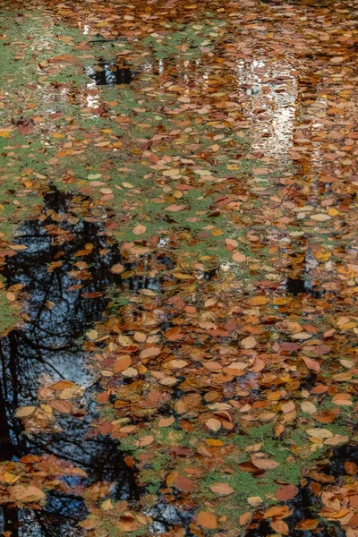 Опухшие Листья — стоковое фото