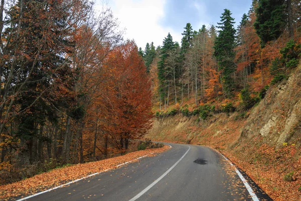 Jesienny Las Wzdłuż Drogi — Zdjęcie stockowe