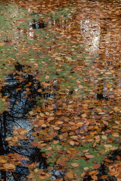 Följer Bladen Upp Vattnet Stockfoto