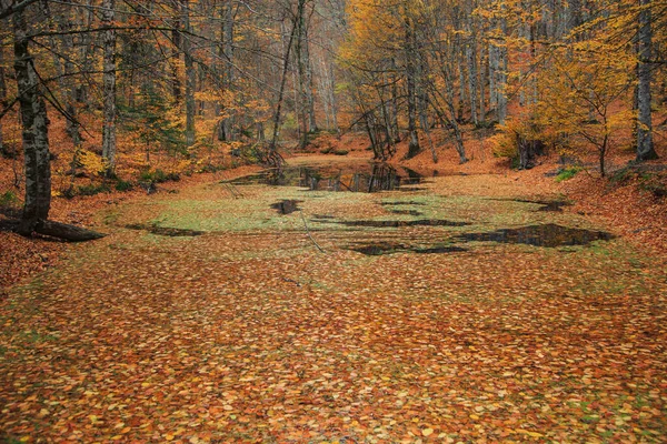 Lago Floresta Coberto Por Folhas Caídas — Fotografia de Stock