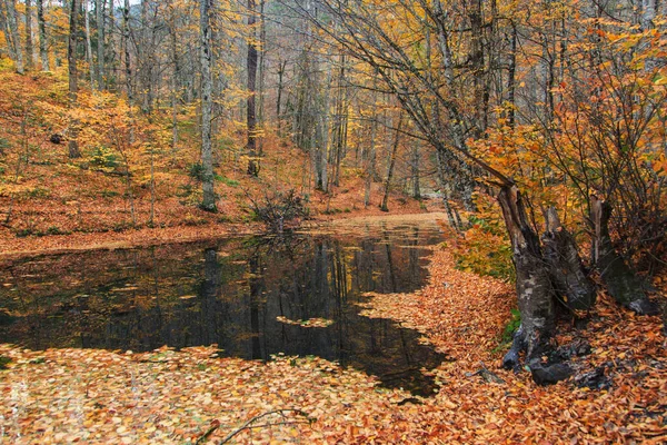 Sjön Skogen Täckt Fallna Löv — Stockfoto