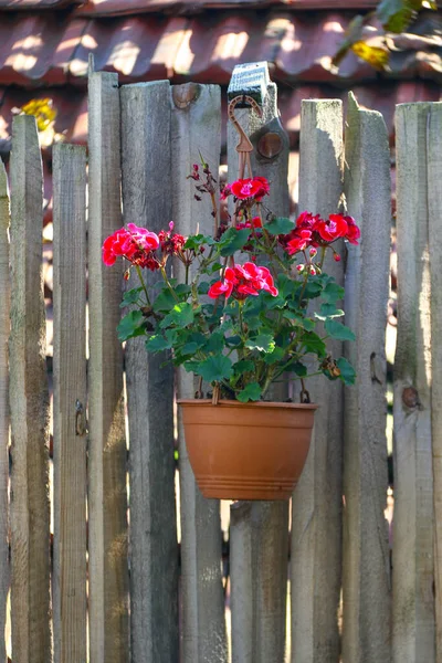 Flower pot on the wooden fence