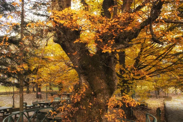 Carvalho Enorme Árvore Com Folhas Amarelas Parque Outono — Fotografia de Stock