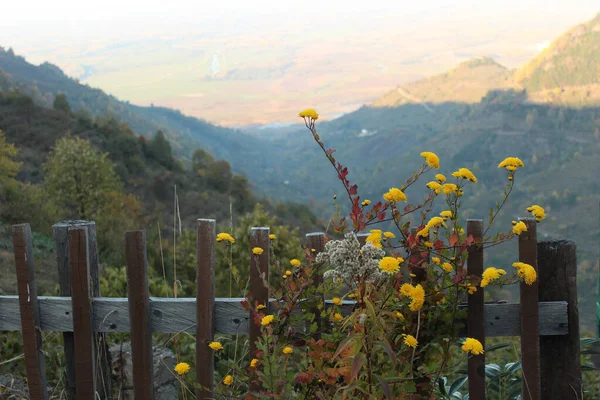 Autumn flowers by the wooden fence overlooking the mountains