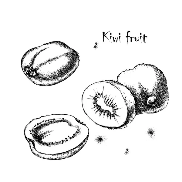 ベクター デザインのキウイ フルーツのスケッチ — ストックベクタ