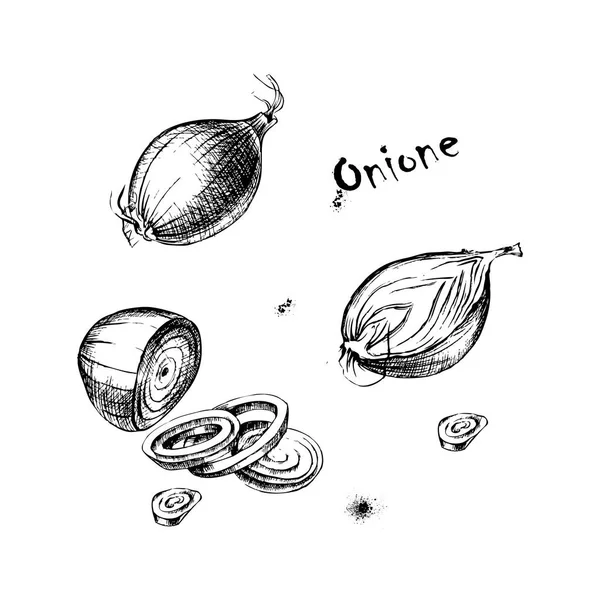 Disegno vettoriale a mano di onione per il design Vettoriale Stock
