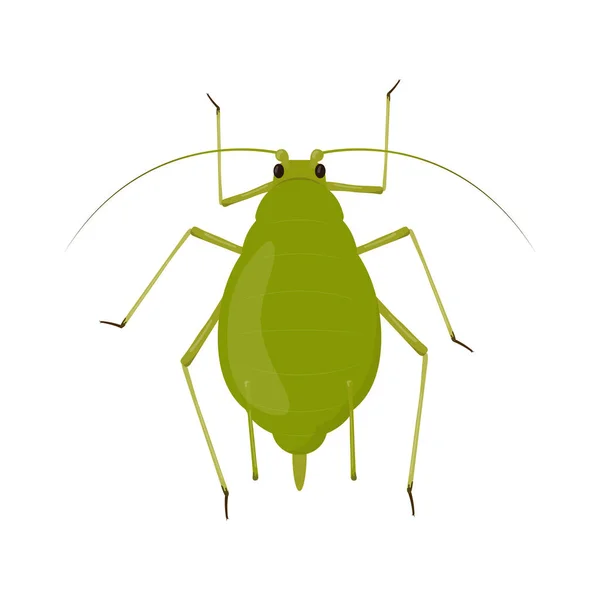 Áfido aislado sobre fondo blanco. Ilustración de plagas de insectos — Archivo Imágenes Vectoriales