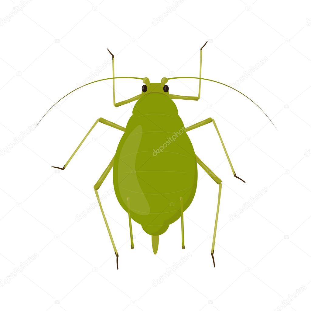 Aphid isolated on white background. Insect pest illustration