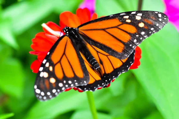 Monarch Motýl Červený Květ — Stock fotografie