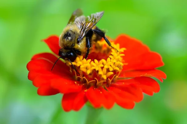 Bumblebee Opylování Zinnia Květ Closeup — Stock fotografie