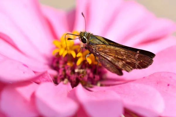 Skipper Butterfly Pink Zinnia Flower — Stock fotografie