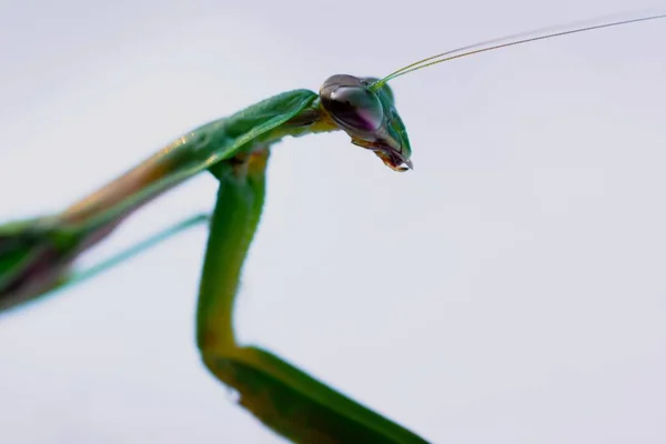 Macro Insecte Mante Prière Sur Fond Blanc — Photo