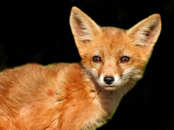 Jeune Portrait Renard Rouge Sur Fond Noir — Photo