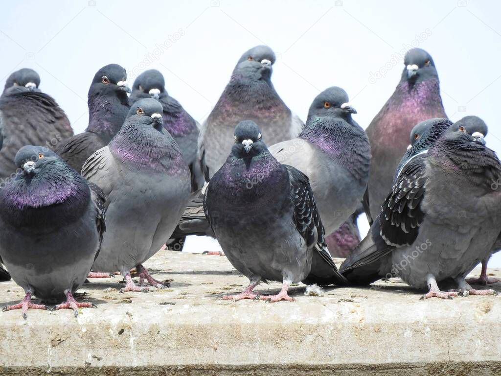Flock Of Pigeons Sitting Together In A Group