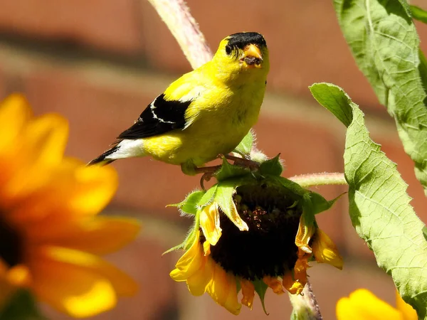 Draguta American Goldfinch Pasăre Caută Mănâncă Semințe Floarea Soarelui Într — Fotografie, imagine de stoc