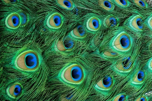 Kleurrijke Peacock Veren Textuur Patroon Achtergrond — Stockfoto