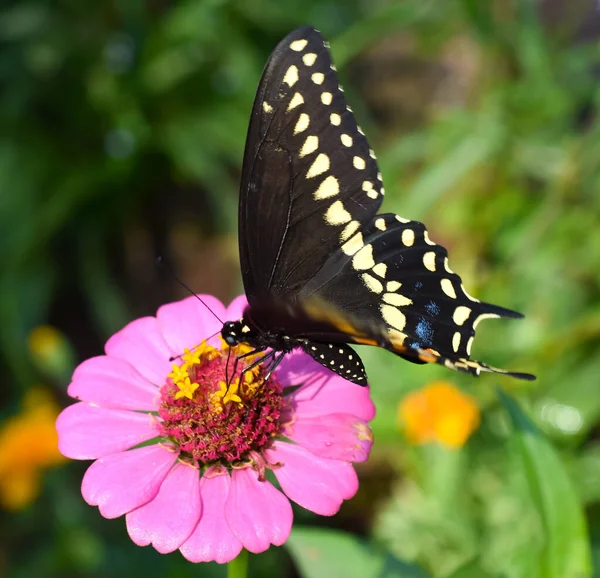 Východní Černá Vlaštovka Motýl Opylování Růžová Zinnie Květ — Stock fotografie