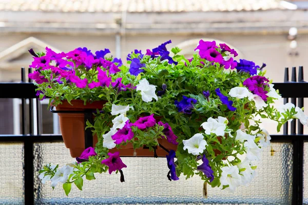 Zbliżenie Kwiatów Roślin Balkonie — Zdjęcie stockowe