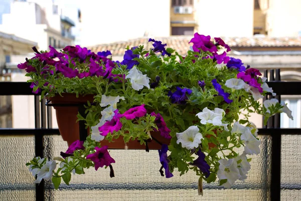 Крупним Планом Квіткові Рослини Балконі — стокове фото