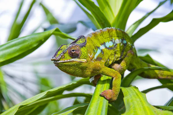 Closeup of a chameleon — Stock Photo, Image