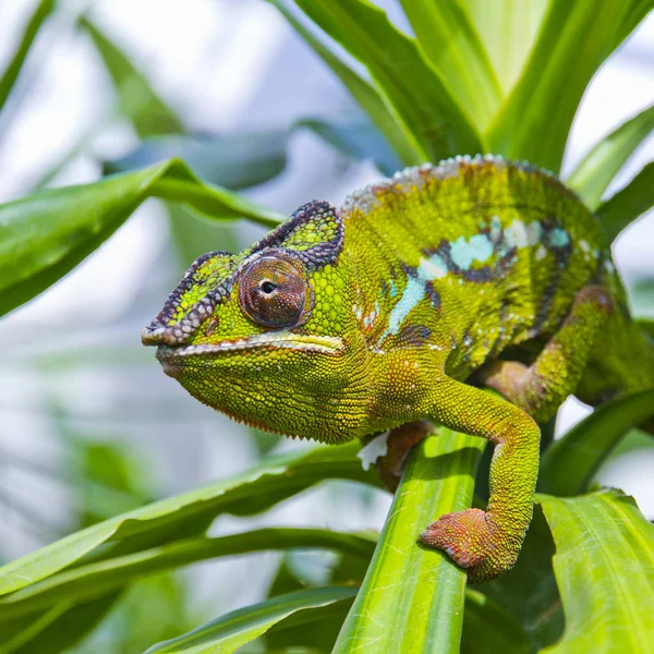 Nahaufnahme eines Chamäleons — Stockfoto